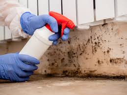 Why You Should Choose Our Mold Remediation Services in Beverly, MA